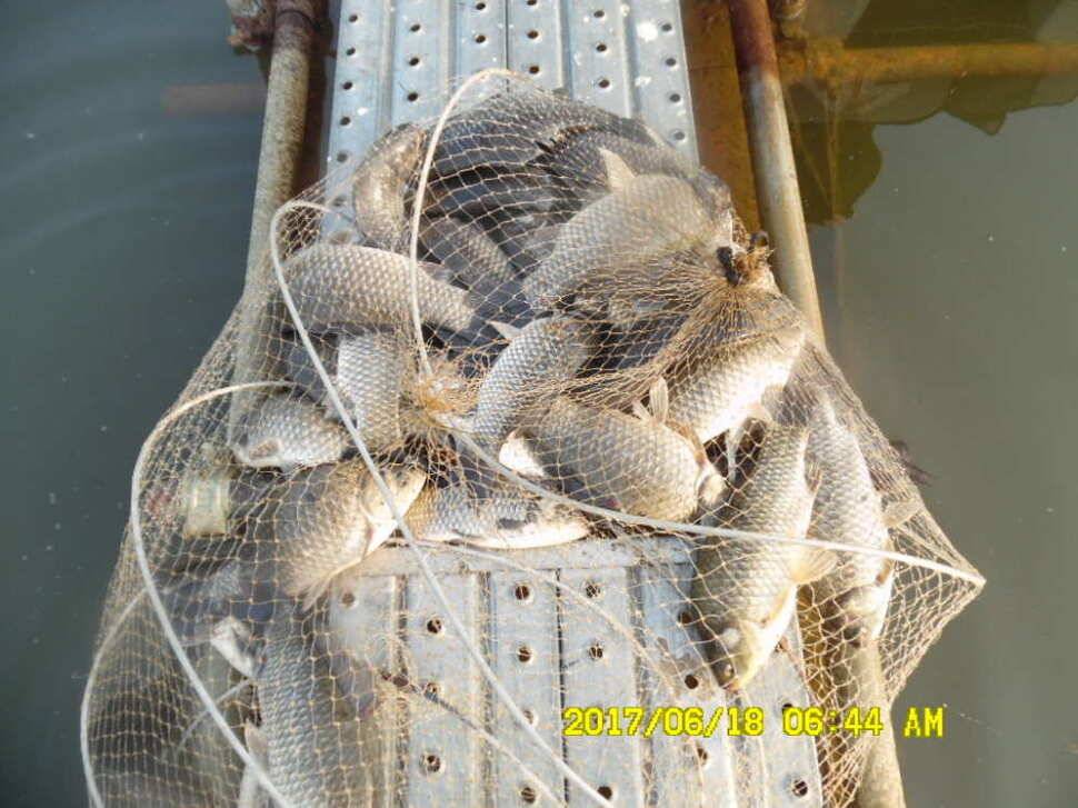 경주 동산낚시터 초보조사님이 대형사고를 (유료터정보 - 유료터점주조황)