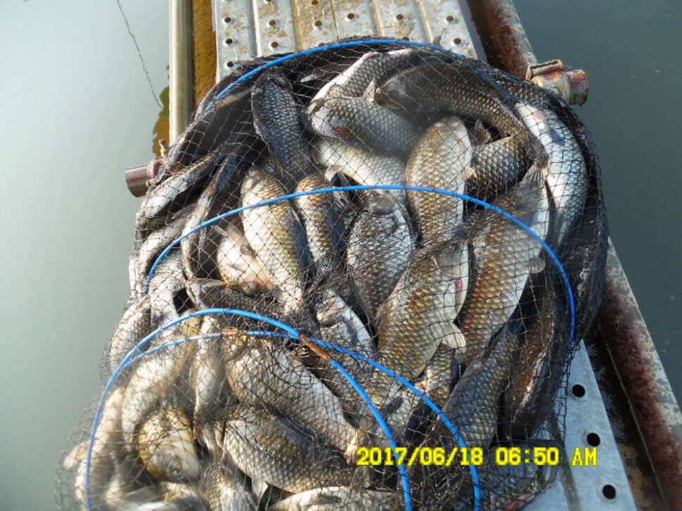 경주 동산낚시터 초보조사님이 대형사고를 (유료터정보 - 유료터점주조황)