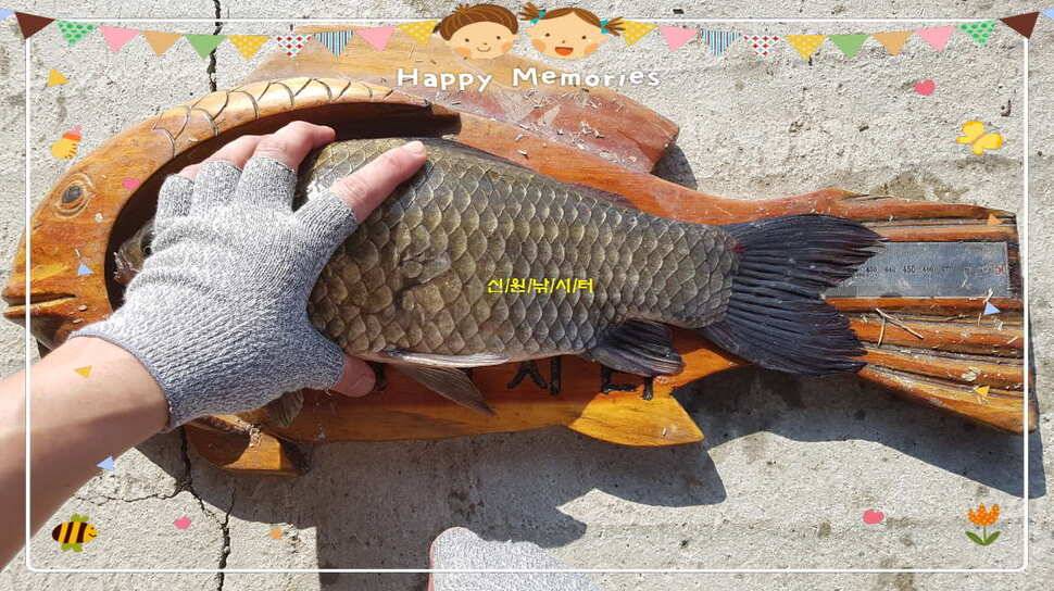 신원낚시터8월첫쨋주 44센티 조황소식 (유료터정보 - 유료터점주조황)