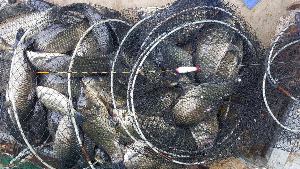 경주동산낚시터에서 초보조사 두분이 각100수 이상 (유료터정보 - 유료터점주조황)