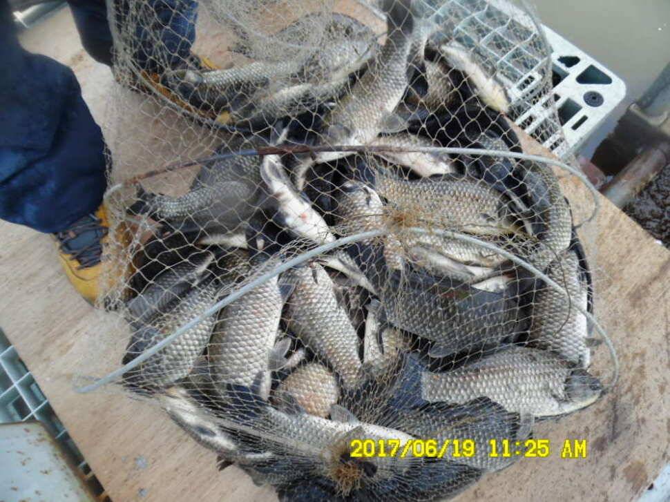 경주동산낚시터에서 초보조사 두분이 각100수 이상 (유료터정보 - 유료터점주조황)
