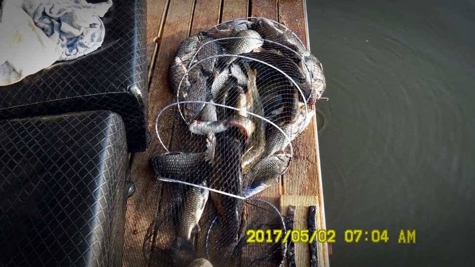 반제지 대박영상과 주말조황정보 (유료터정보 - 유료터점주조황)