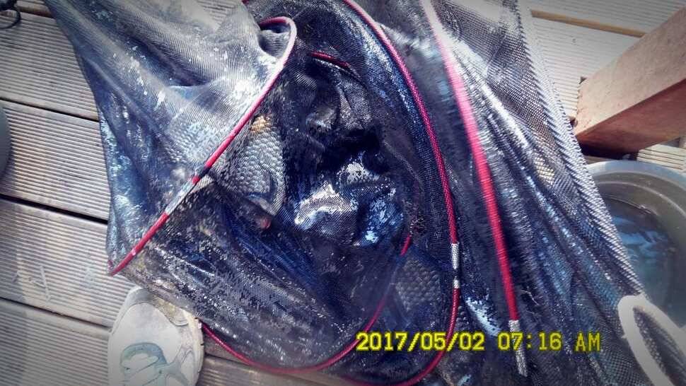 반제지 대박영상과 주말조황정보 (유료터정보 - 유료터점주조황)