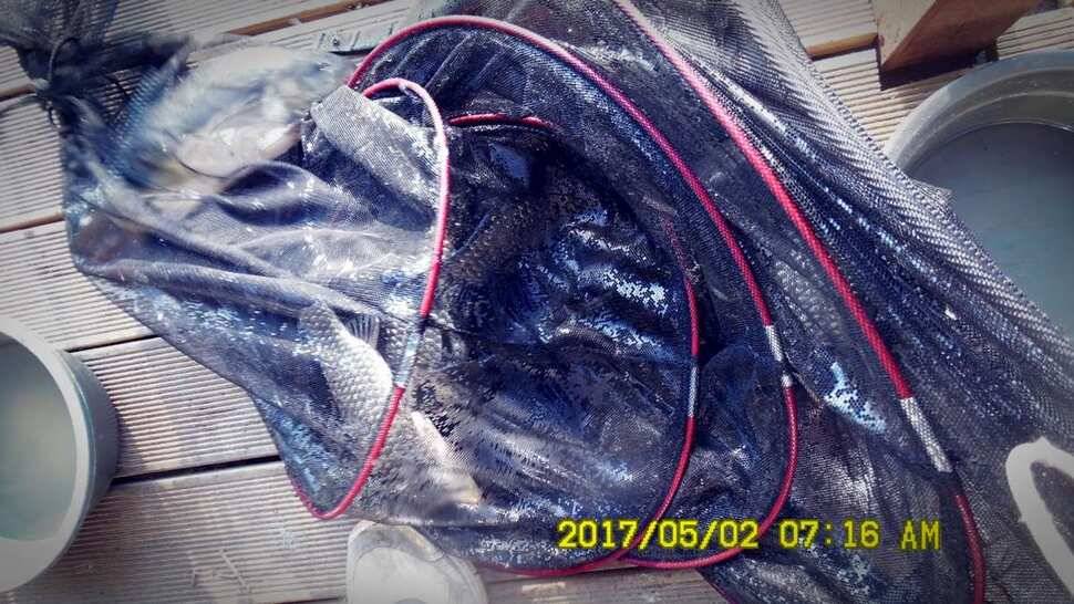 반제지 대박영상과 주말조황정보 (유료터정보 - 유료터점주조황)