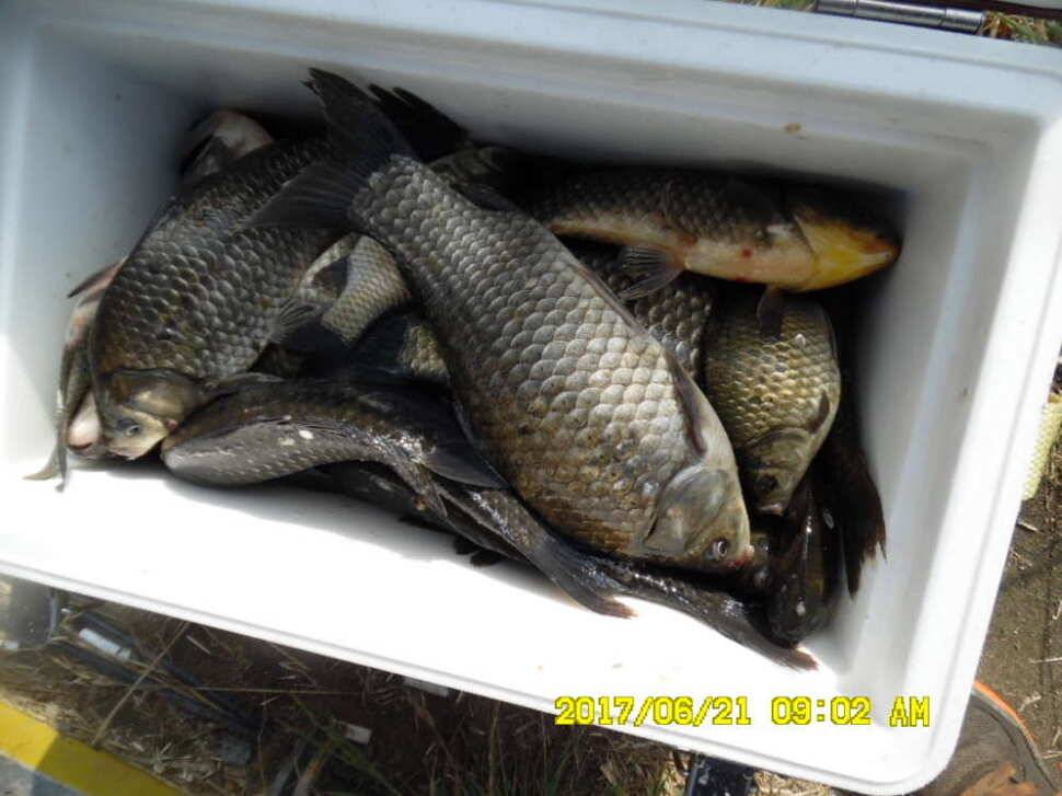 경주동산낚시터에서 초보조사 두분이 각100수 이상 (유료터정보 - 유료터점주조황)