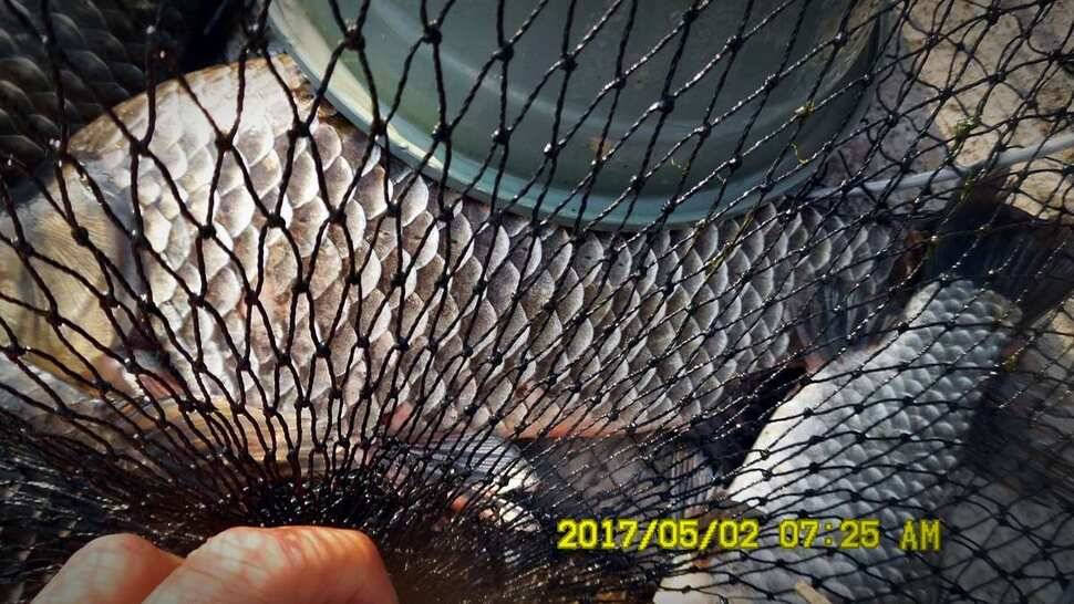 반제지 대박영상과 주말조황정보 (유료터정보 - 유료터점주조황)