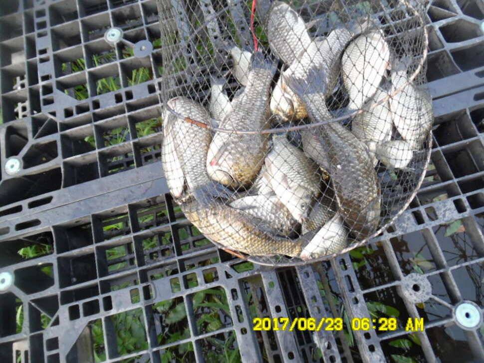 경주동산낚시터에서 초보조사 두분이 각100수 이상 (유료터정보 - 유료터점주조황)