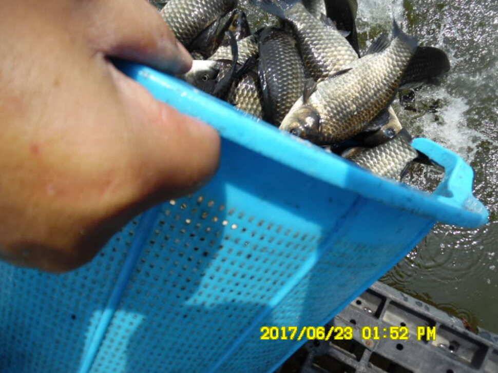 경주동산낚시터에서 초보조사 두분이 각100수 이상 (유료터정보 - 유료터점주조황)