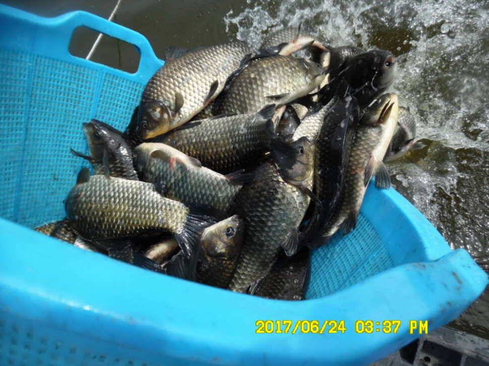 경주동산낚시터에서 초보조사 두분이 각100수 이상 (유료터정보 - 유료터점주조황)