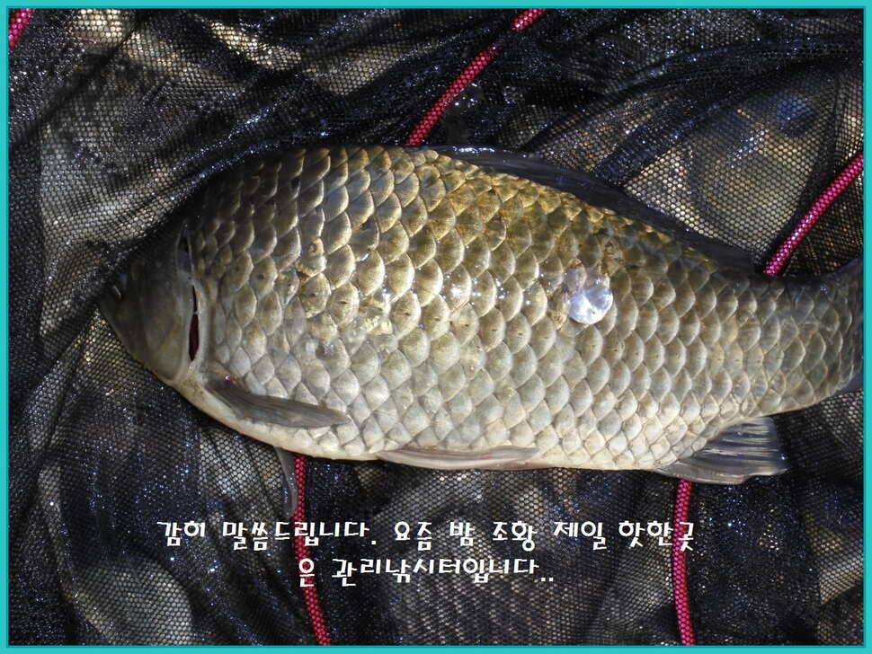 도심속의 작은 쉼터 화성 관리 낚시터입니다밤 조황 제일 핫 한곳 (유료터정보 - 유료터점주조황)