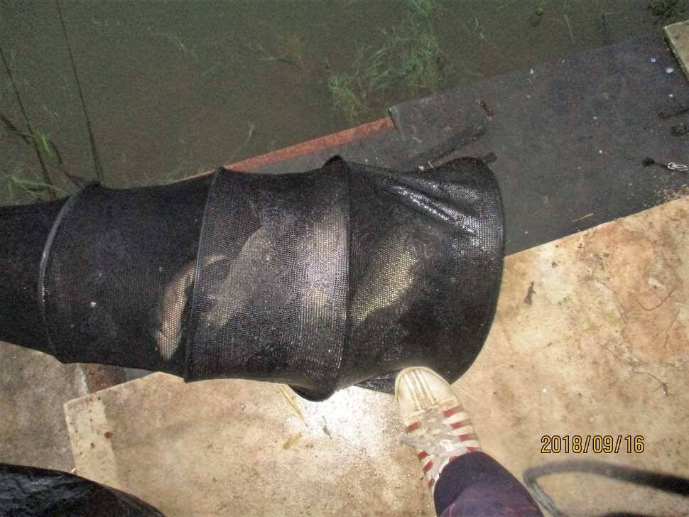 반제지 조황정보입니다 (유료터정보 - 유료터점주조황)