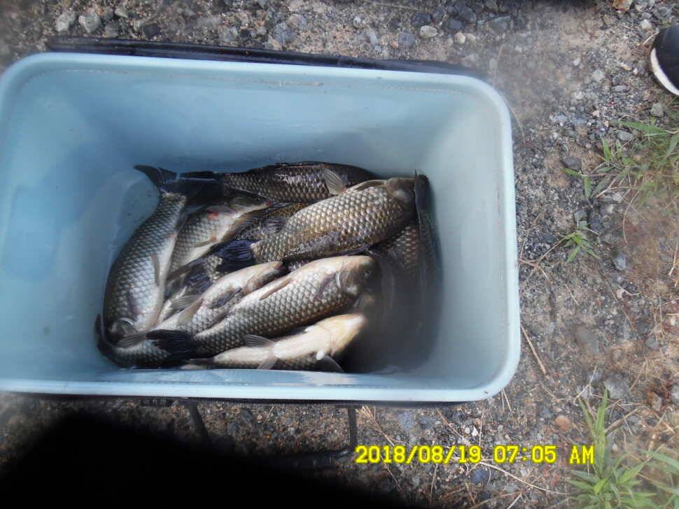 경주 동산낚시터 지난주 조황 (유료터정보 - 유료터점주조황)