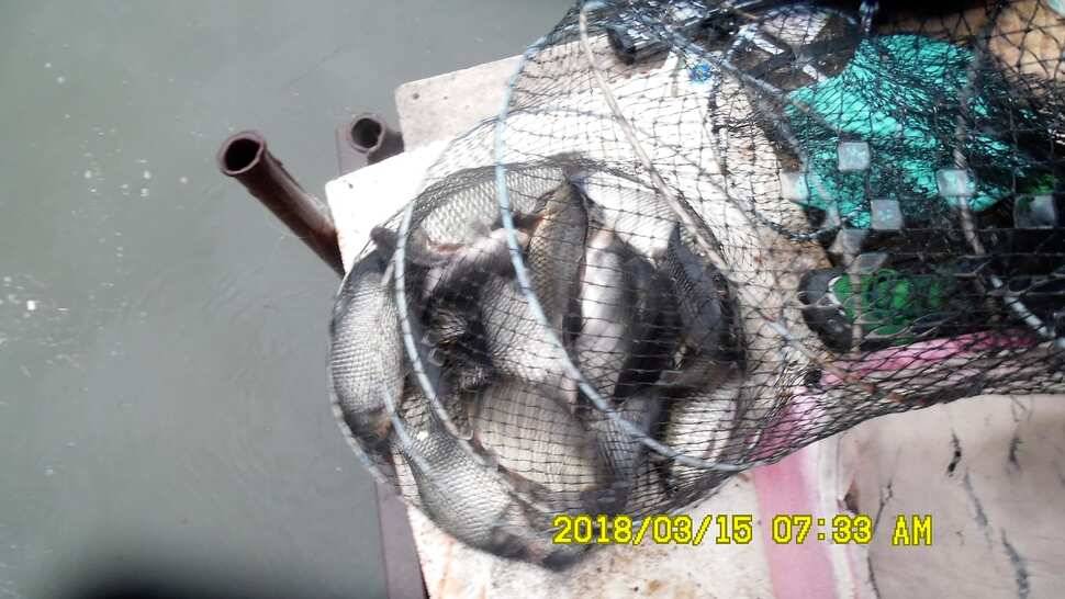 반제지 조황정보입니다 (유료터정보 - 유료터점주조황)