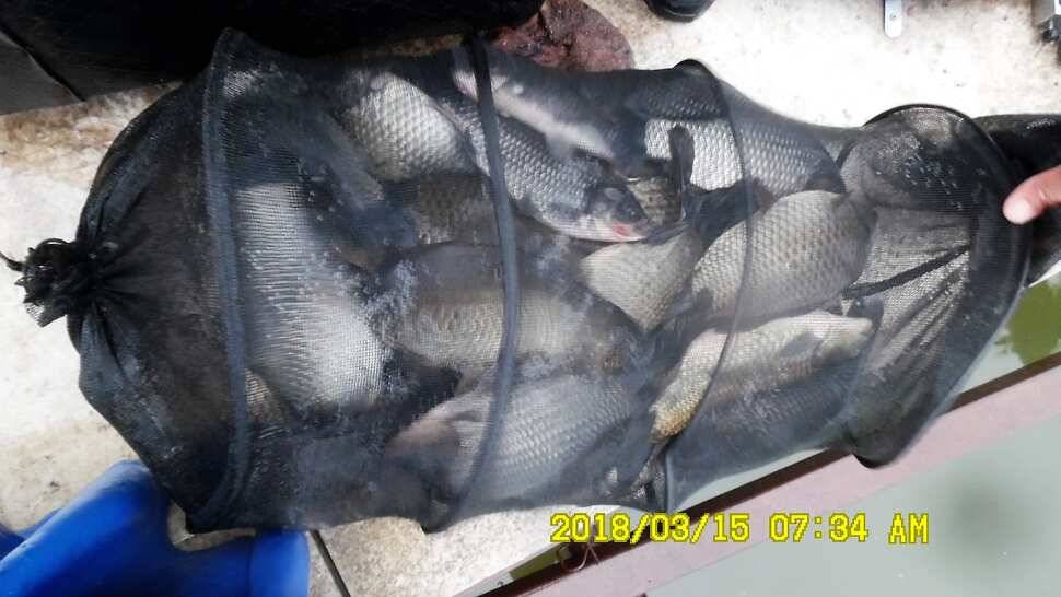 반제지 조황정보입니다 (유료터정보 - 유료터점주조황)