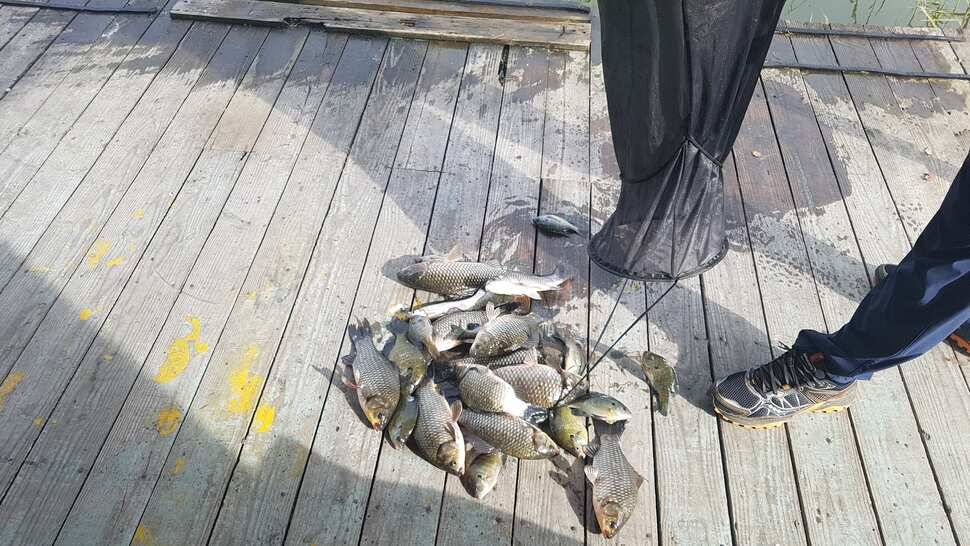 fish_pay_0e01b_120358_72625.jpg