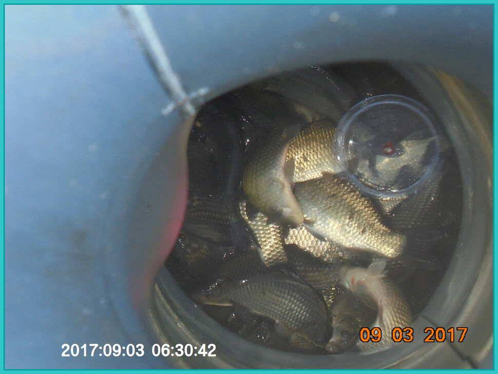 도심속의 작은 쉼터 화성 관리 낚시터 입니다 (유료터정보 - 유료터점주조황)