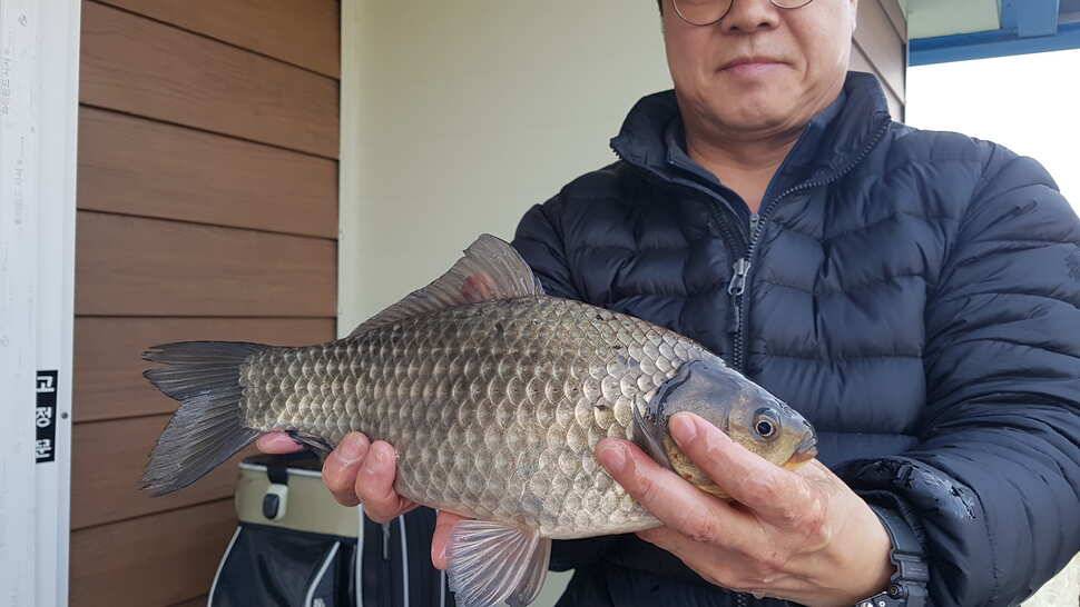 31절 연휴 조황 대물붕어 (유료터정보 - 유료터점주조황)