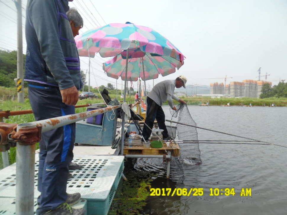 경주동산낚시터에서 초보조사 두분이 각100수 이상 (유료터정보 - 유료터점주조황)