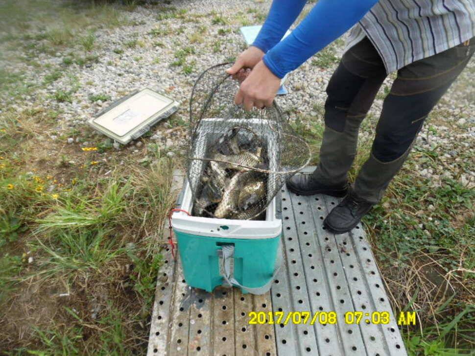 경주동산낚시터에서 미터급 대물을 (유료터정보 - 유료터점주조황)