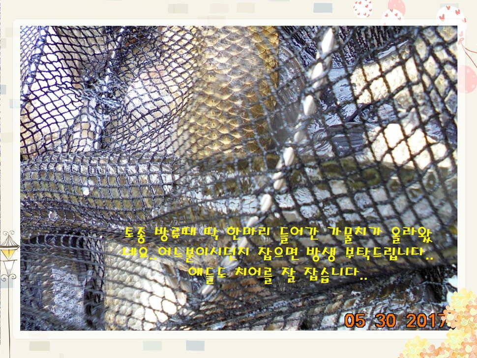 도심속의 작은 쉼터 화성 관리 낚시터입니다 (유료터정보 - 유료터점주조황)