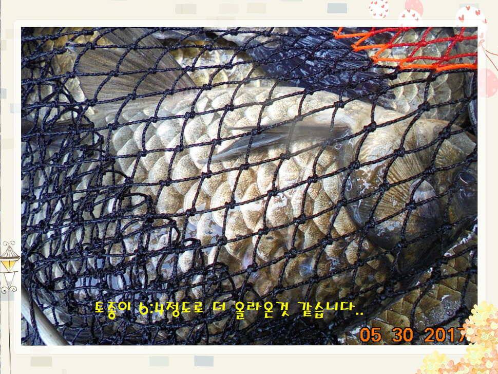 도심속의 작은 쉼터 화성 관리 낚시터입니다 (유료터정보 - 유료터점주조황)