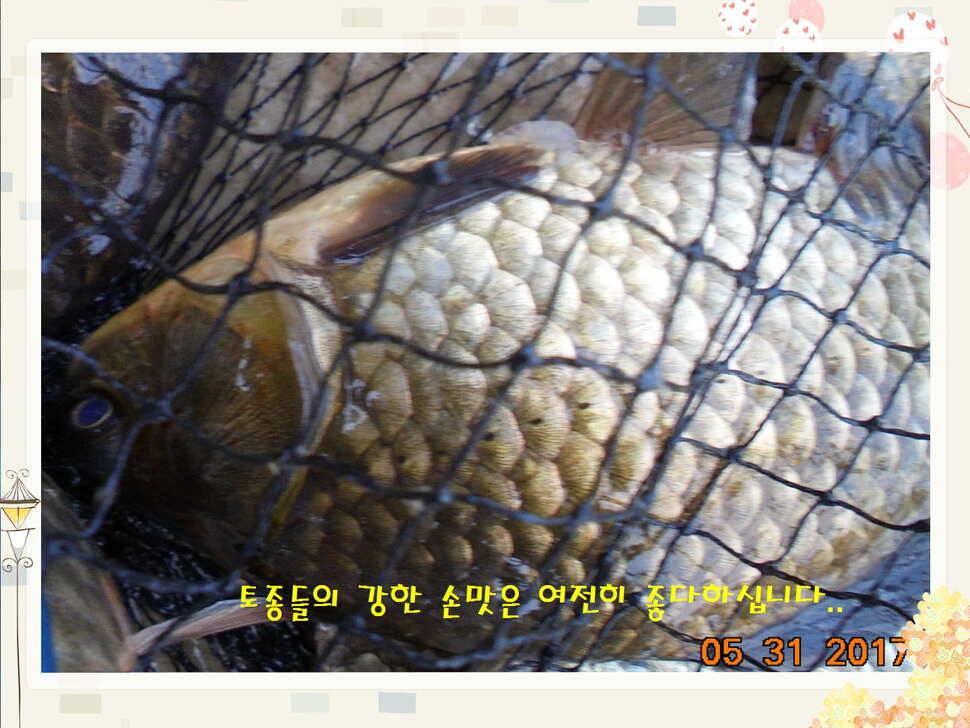 도심속의 작은 쉼터 화성 관리 낚시터입니다 (유료터정보 - 유료터점주조황)