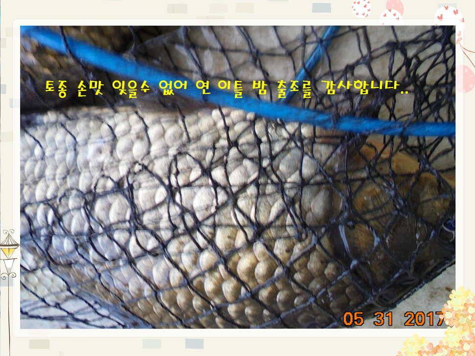 도심속의 작은 쉼터 화성 관리 낚시터입니다 (유료터정보 - 유료터점주조황)