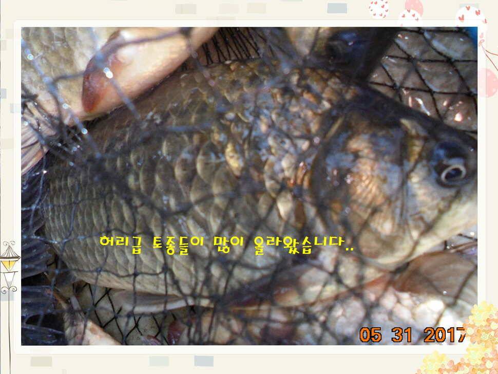 도심속의 작은 쉼터 화성 관리 낚시터입니다 (유료터정보 - 유료터점주조황)
