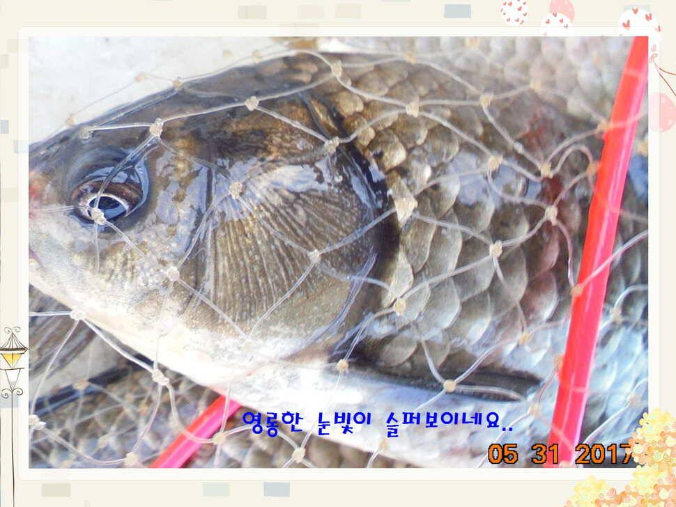 도심속의 작은 쉼터 화성 관리 낚시터입니다 (유료터정보 - 유료터점주조황)