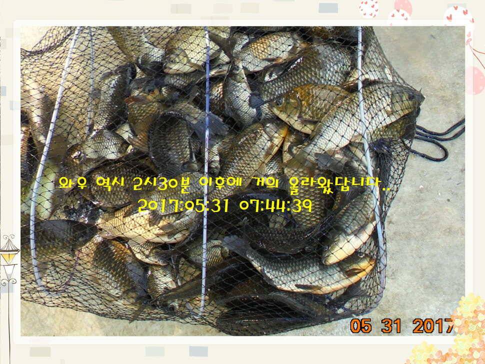 도심속의 작은 쉼터 화성 관리 낚시터입니다 (유료터정보 - 유료터점주조황)