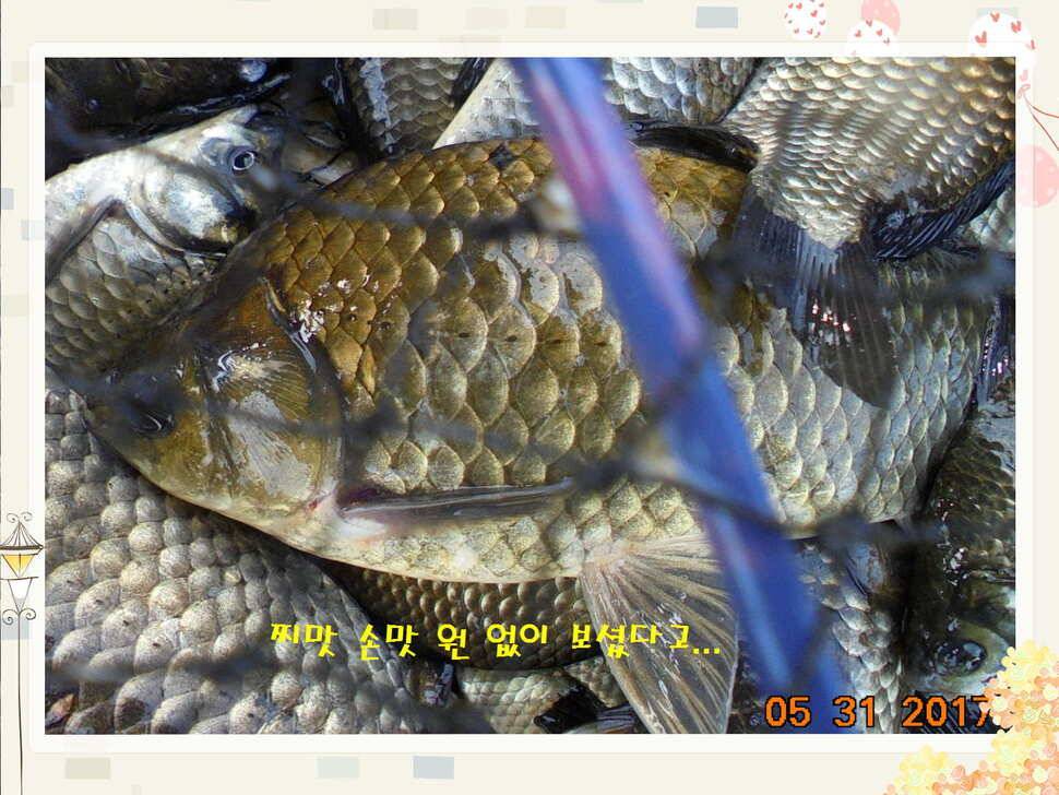 도심속의 작은 쉼터 화성 관리 낚시터입니다 (유료터정보 - 유료터점주조황)