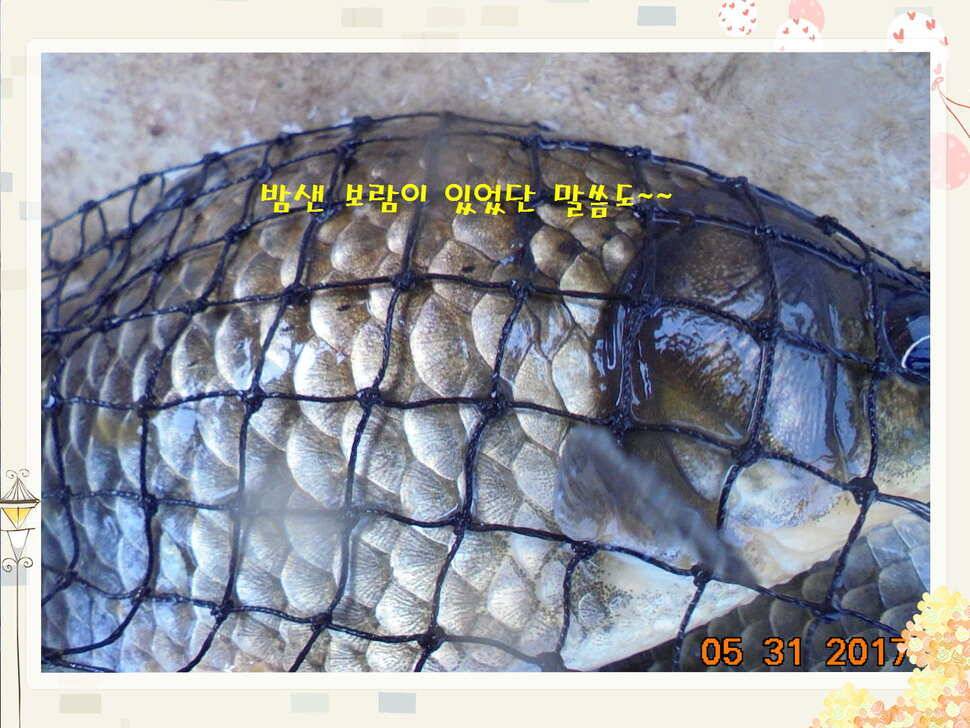 도심속의 작은 쉼터 화성 관리 낚시터입니다 (유료터정보 - 유료터점주조황)