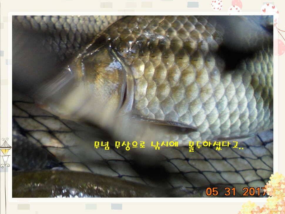 도심속의 작은 쉼터 화성 관리 낚시터입니다 (유료터정보 - 유료터점주조황)