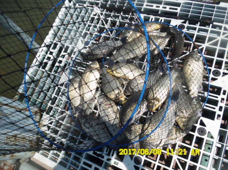 경주 동산낚시터 지난주 조황 (유료터정보 - 유료터점주조황)