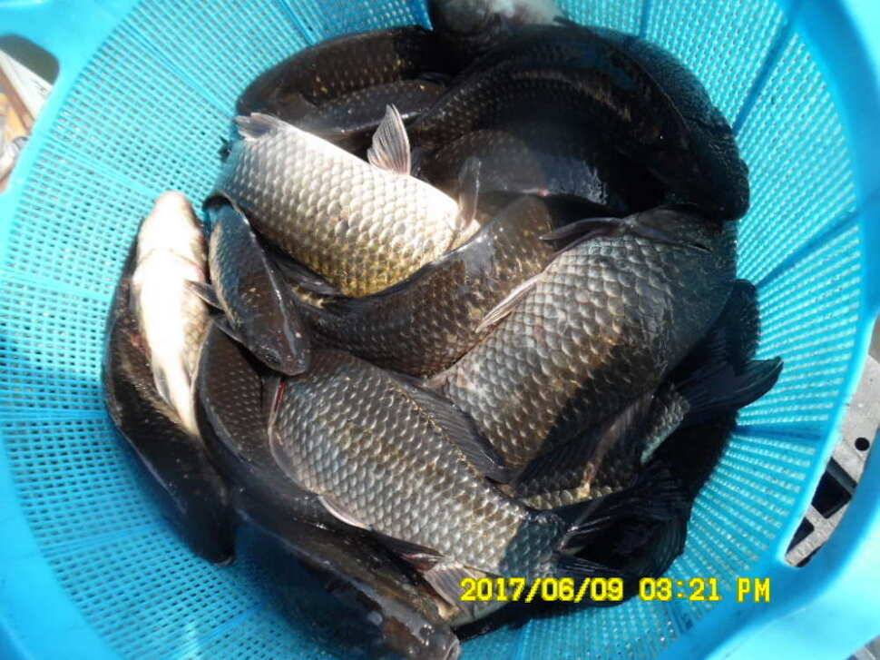 경주 동산낚시터 지난주 조황 (유료터정보 - 유료터점주조황)