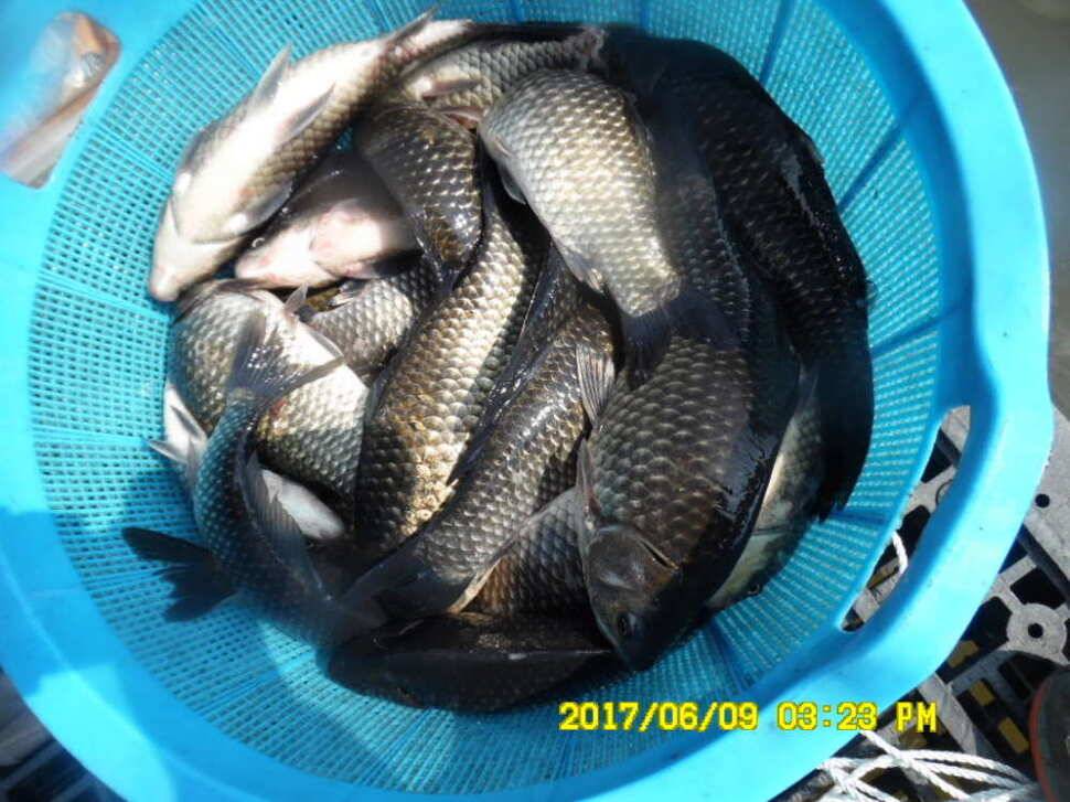 경주 동산낚시터 지난주 조황 (유료터정보 - 유료터점주조황)