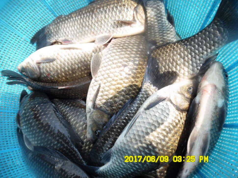 경주 동산낚시터 지난주 조황 (유료터정보 - 유료터점주조황)
