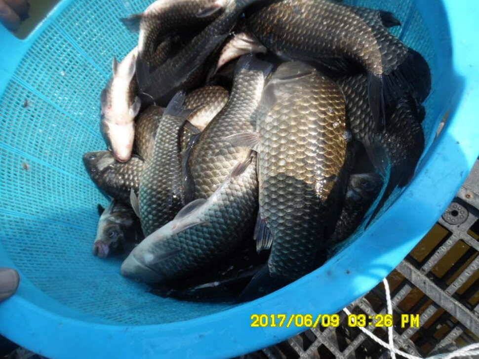 경주 동산낚시터 지난주 조황 (유료터정보 - 유료터점주조황)