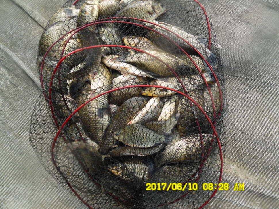 경주 동산낚시터 지난주 조황 (유료터정보 - 유료터점주조황)