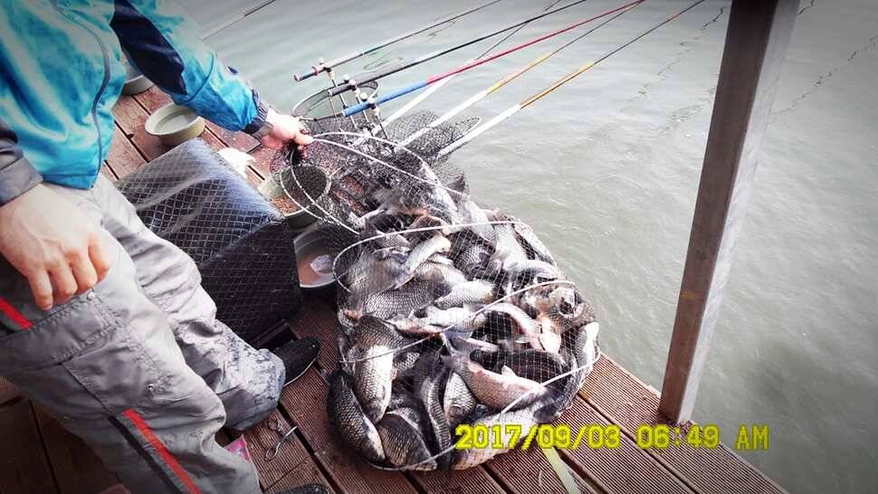 반제낚시터 주말조황정보 (유료터정보 - 유료터점주조황)