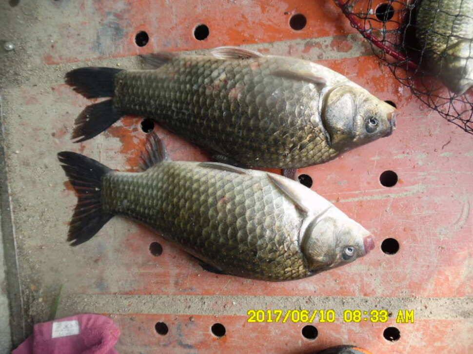 경주 동산낚시터 지난주 조황 (유료터정보 - 유료터점주조황)