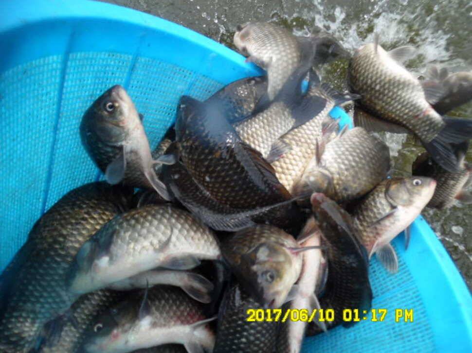경주 동산낚시터 지난주 조황 (유료터정보 - 유료터점주조황)