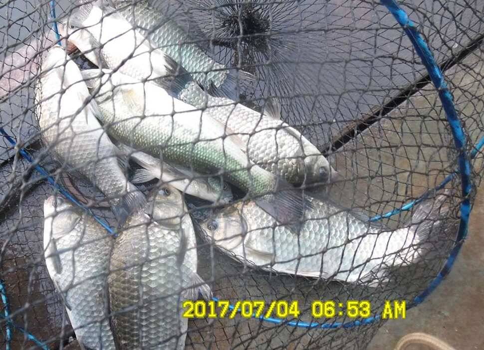 반제지 4짜월척과 조황정보입니다 (유료터정보 - 유료터점주조황)
