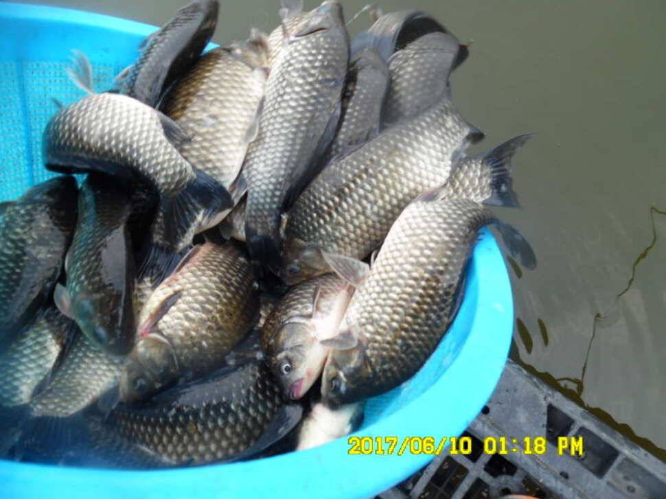 경주 동산낚시터 지난주 조황 (유료터정보 - 유료터점주조황)