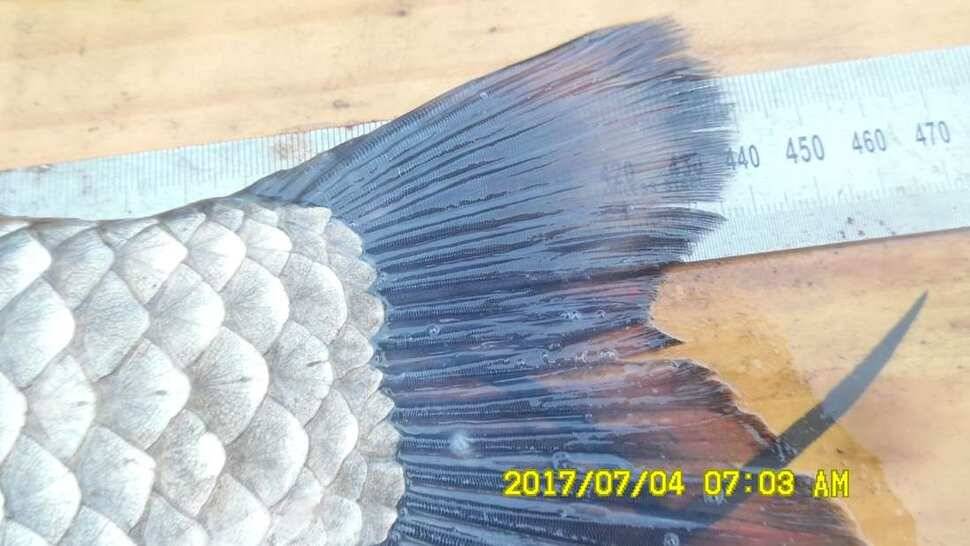 반제지 4짜월척과 조황정보입니다 (유료터정보 - 유료터점주조황)