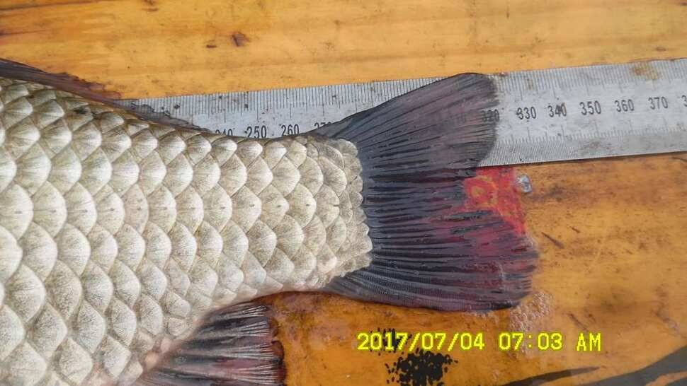 반제지 4짜월척과 조황정보입니다 (유료터정보 - 유료터점주조황)