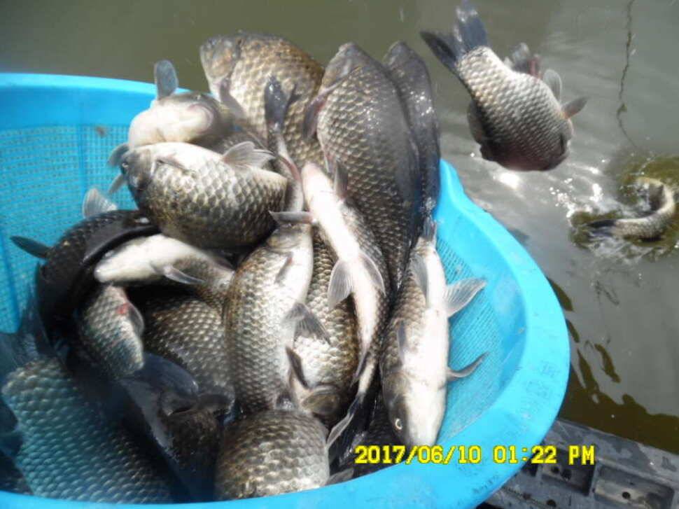 경주 동산낚시터 지난주 조황 (유료터정보 - 유료터점주조황)