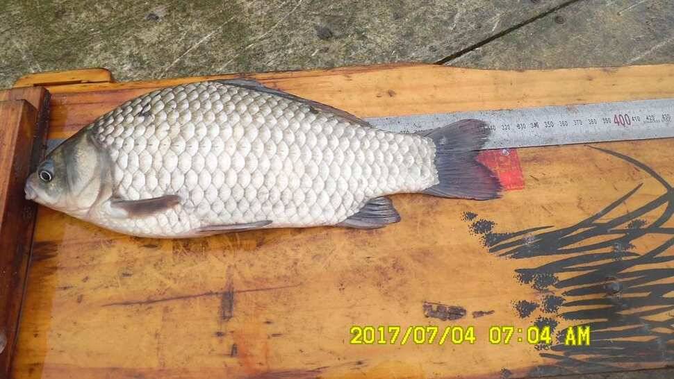 반제지 4짜월척과 조황정보입니다 (유료터정보 - 유료터점주조황)