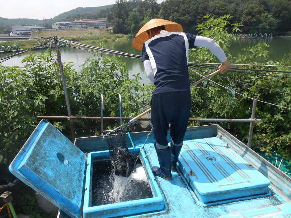 조황소식수상좌대이벤트 (유료터정보 - 유료터점주조황)