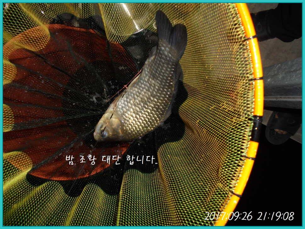 도심속의 작은 쉼터 화성 관리 낚시터입니다9월이여 안녕 (유료터정보 - 유료터점주조황)